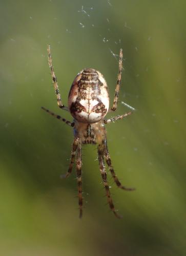 Metellina (mengei-segmentata)